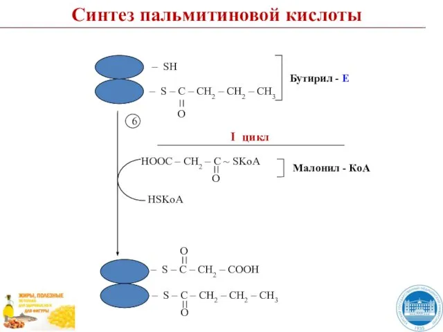 Синтез пальмитиновой кислоты I цикл 6 НSKoA