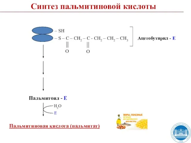 Пальмитиновая кислота (пальмитат) Пальмитоил - Е Н2О Е Синтез пальмитиновой кислоты