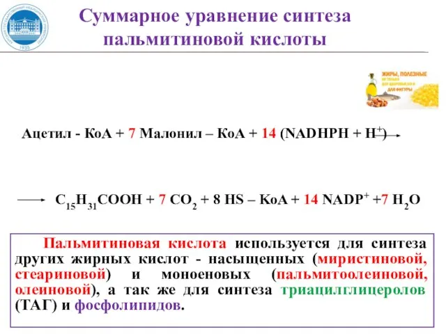 Ацетил - КоА + 7 Малонил – КоА + 14 (NADHPH +