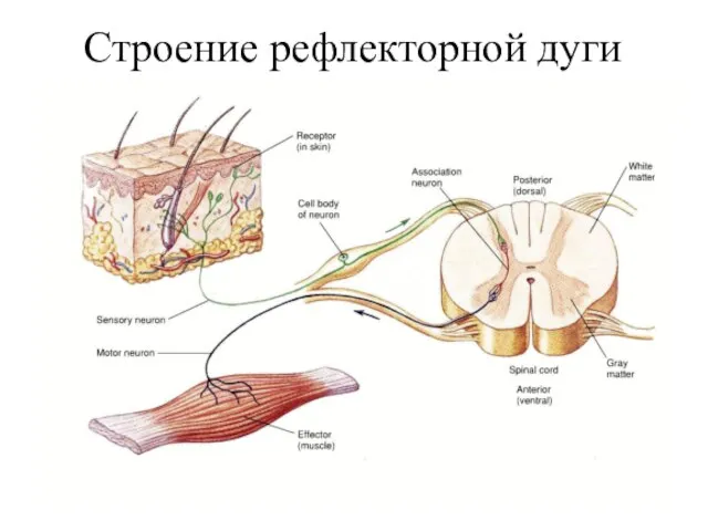 Строение рефлекторной дуги