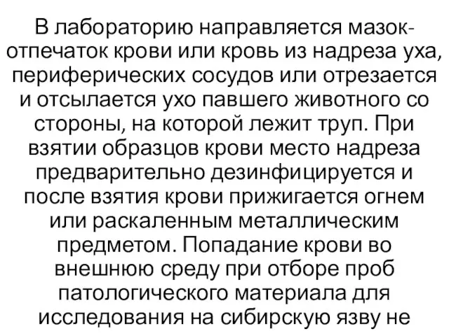 В лабораторию направляется мазок-отпечаток крови или кровь из надреза уха, периферических сосудов