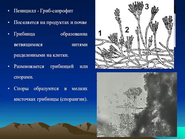Пеницилл - Гриб-сапрофит Поселяется на продуктах и почве Грибница образованна ветвящимися нитями