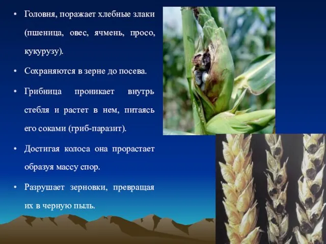 Головня, поражает хлебные злаки (пшеница, овес, ячмень, просо, кукурузу). Сохраняются в зерне