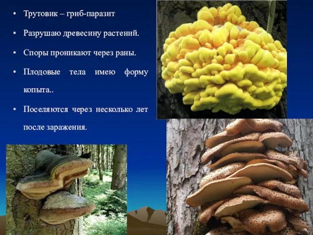 Трутовик – гриб-паразит Разрушаю древесину растений. Споры проникают через раны. Плодовые тела