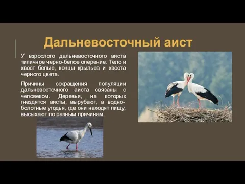 Дальневосточный аист У взрослого дальневосточного аиста типичное черно-белое оперение. Тело и хвост