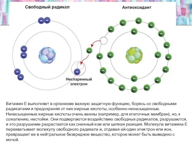 Витамин Е выполняет в организме важную защитную функцию, борясь со свободными радикалами