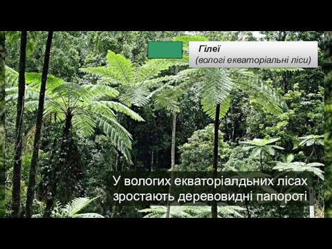 У вологих екваторіалдьних лісах зростають деревовидні папороті