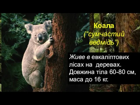 Живе в евкаліптових лісах на деревах. Довжина тіла 60-80 см, маса до