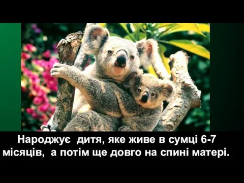 Народжує дитя, яке живе в сумці 6-7 місяців, а потім ще довго на спині матері.