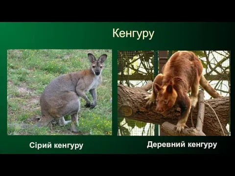 Кенгуру Сірий кенгуру Деревний кенгуру