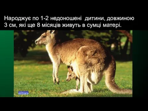 Народжує по 1-2 недоношені дитини, довжиною 3 см, які ще 8 місяців живуть в сумці матері.