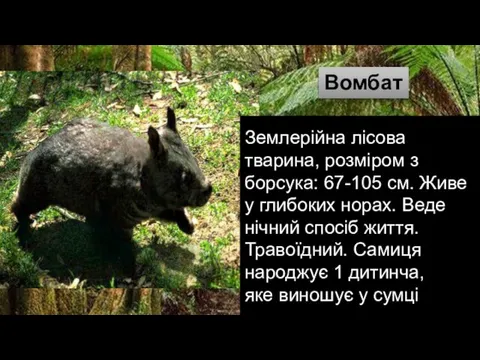 Землерійна лісова тварина, розміром з борсука: 67-105 см. Живе у глибоких норах.