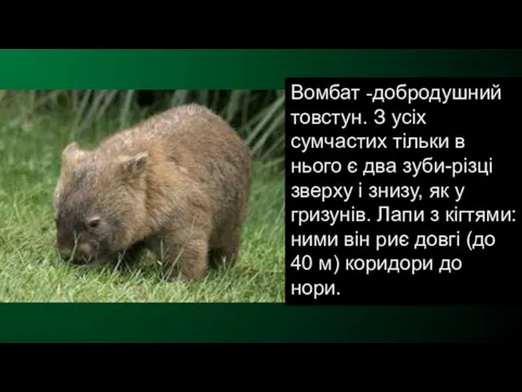 Вомбат -добродушний товстун. З усіх сумчастих тільки в нього є два зуби-різці