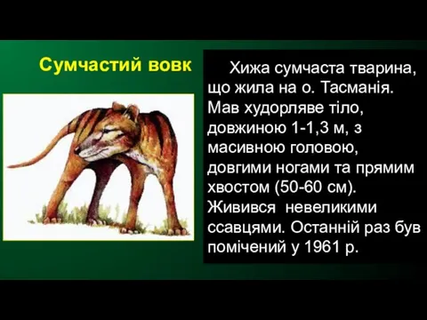 Сумчастий вовк Хижа сумчаста тварина, що жила на о. Тасманія. Мав худорляве