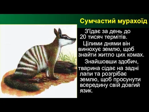 З'їдає за день до 20 тисяч термітів. Цілими днями він винюхує землю,