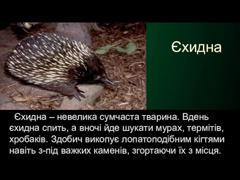 Єхидна Єхидна – невелика сумчаста тварина. Вдень єхидна спить, а вночі йде