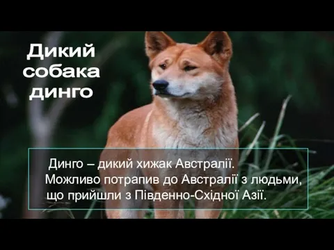 Дикий собака динго Динго – дикий хижак Австралії. Можливо потрапив до Австралії