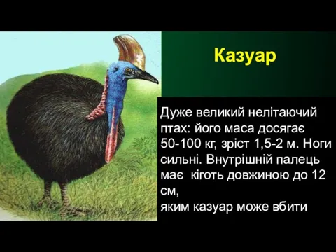 Казуар Дуже великий нелітаючий птах: його маса досягає 50-100 кг, зріст 1,5-2