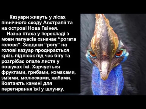 Казуари живуть у лісах північного сходу Австралії та на острові Нова Гвінея.