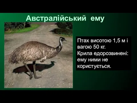 Австралійський ему Птах висотою 1,5 м і вагою 50 кг. Крила едорозвинені: ему ними не користується.