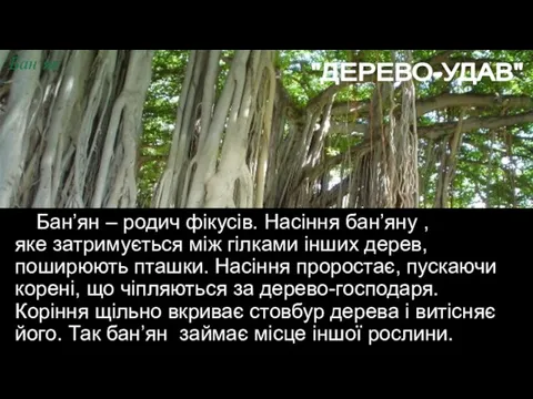 Бан’ян – родич фікусів. Насіння бан’яну , яке затримується між гілками інших