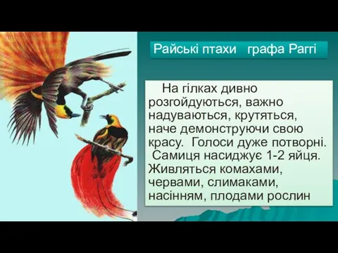 Райські птахи графа Раггі На гілках дивно розгойдуються, важно надуваються, крутяться, наче