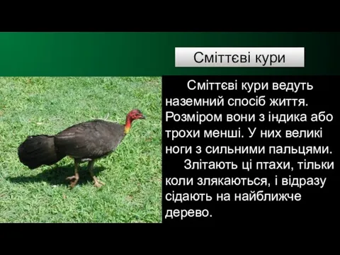 Сміттєві кури Сміттєві кури ведуть наземний спосіб життя. Розміром вони з індика