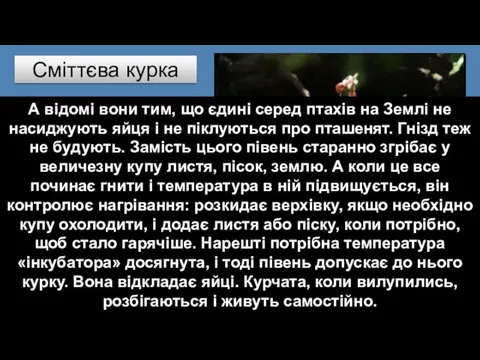 А відомі вони тим, що єдині серед птахів на Землі не насиджують