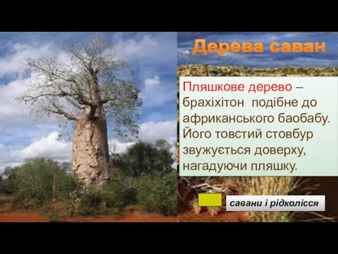 Пляшкове дерево – брахіхітон подібне до африканського баобабу. Його товстий стовбур звужується