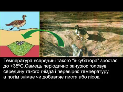 Температура всередині такого “інкубатора” зростає до +350С.Самець періодично занурює головув середину такого