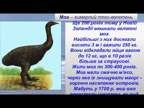 Ще 200 років тому у Новій Зеландії мешкали велетні моа. Найбільші з