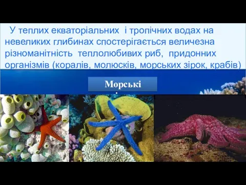 У теплих екваторіальних і тропічних водах на невеликих глибинах спостерігається величезна різноманітність