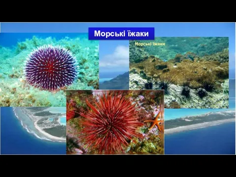 Морські їжаки