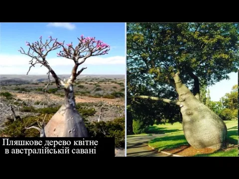 Пляшкове дерево квітне в австралійській савані