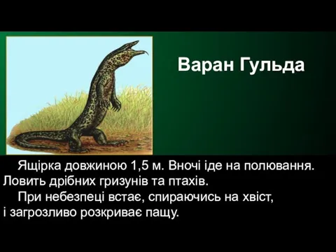 Ящірка довжиною 1,5 м. Вночі іде на полювання. Ловить дрібних гризунів та