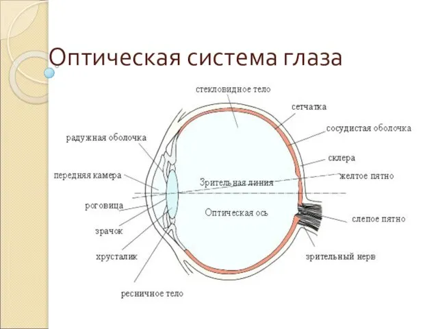 Оптическая система глаза