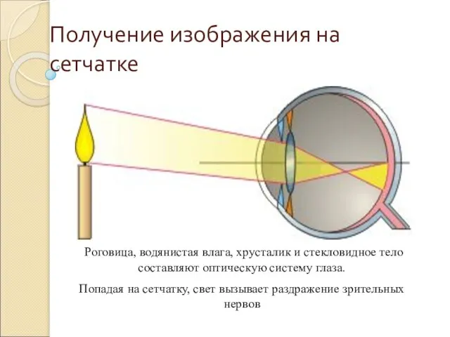 Получение изображения на сетчатке Роговица, водянистая влага, хрусталик и стекловидное тело составляют