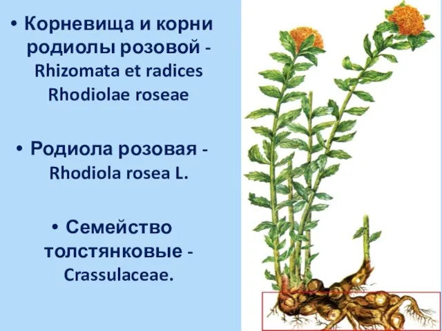 Корневища и корни родиолы розовой - Rhizomata et radices Rhodiolae roseae Родиола