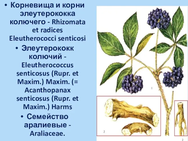 Корневища и корни элеутерококка колючего - Rhizomata et radices Eleutherococci senticosi Элеутерококк