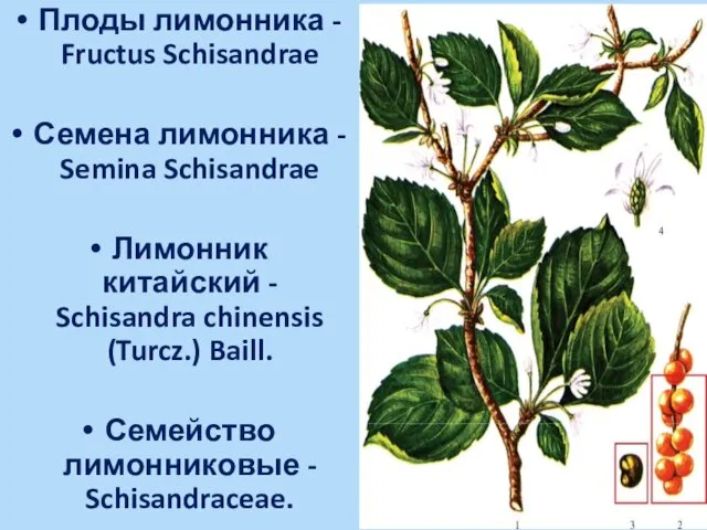 Плоды лимонника - Fructus Schisandrae Семена лимонника - Semina Schisandrae Лимонник китайский