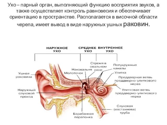 Ухо – парный орган, выполняющий функцию восприятия звуков, а также осуществляет контроль