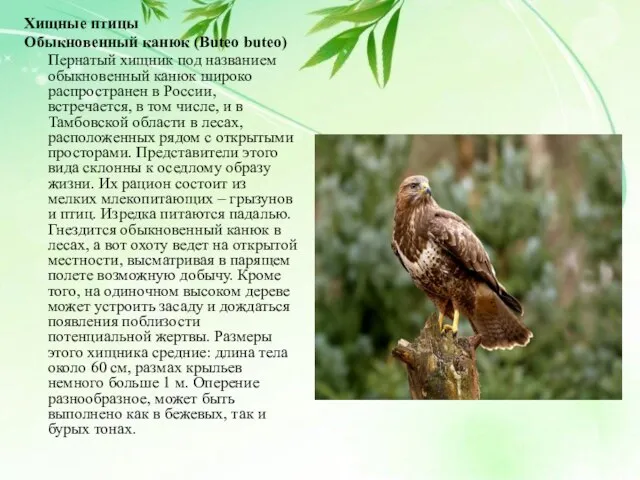 Хищные птицы Обыкновенный канюк (Buteo buteo) Пернатый хищник под названием обыкновенный канюк