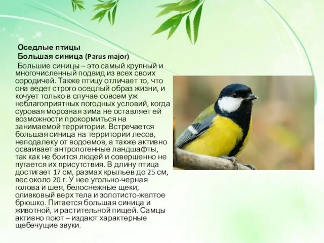 Оседлые птицы Большая синица (Parus major) Большие синицы – это самый крупный