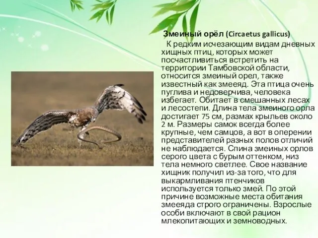 Змеиный орёл (Circaetus gallicus) К редким исчезающим видам дневных хищных птиц, которых