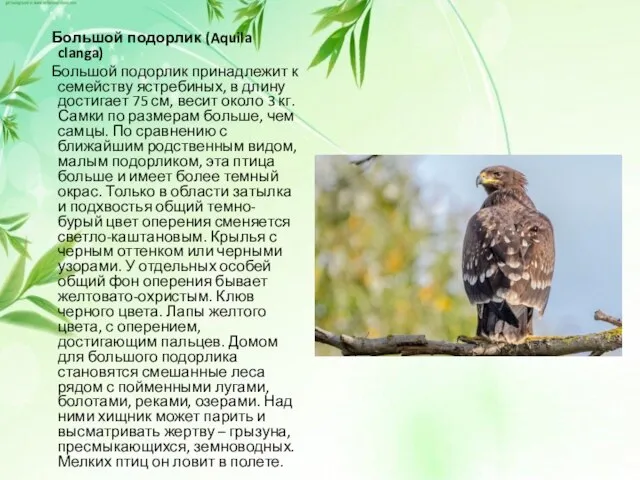 Большой подорлик (Aquila clanga) Большой подорлик принадлежит к семейству ястребиных, в длину