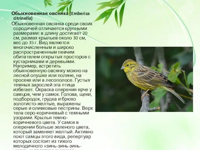 Обыкновенная овсянка (Emberiza citrinella) Обыкновенная овсянка среди своих сородичей отличается крупными размерами: