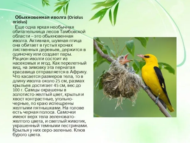 Обыкновенная иволга (Oriolus oriolus) Еще одна яркая необычная обитательница лесов Тамбовской области