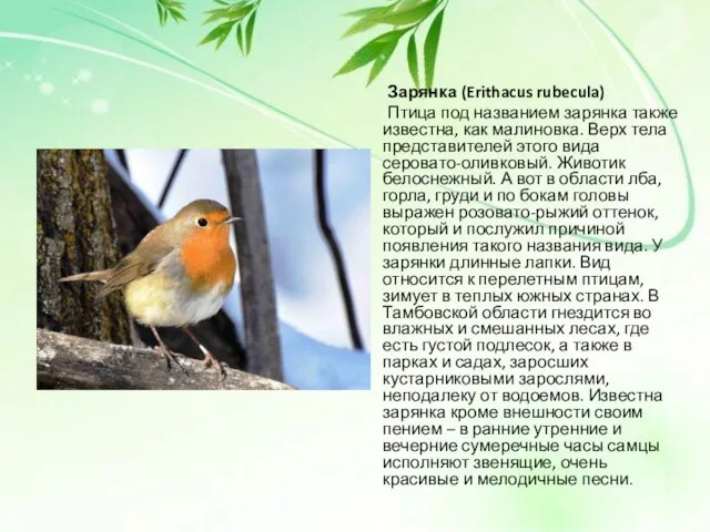 Зарянка (Erithacus rubecula) Птица под названием зарянка также известна, как малиновка. Верх