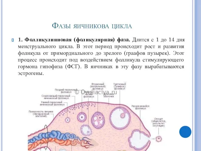 Фазы яичникова цикла 1. Фолликулинновая (фоликулярная) фаза. Длится с 1 до 14