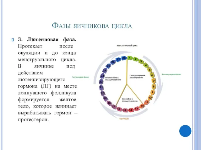 Фазы яичникова цикла 3. Лютеиновая фаза. Протекает после овуляции и до конца